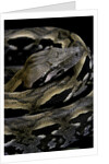 Acrantophis madagascariensis (Madagascan boa) by Anonymous