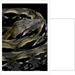 Acrantophis madagascariensis (Madagascan boa) by Anonymous