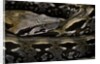 Acrantophis madagascariensis (Madagascan boa) by Anonymous