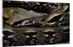 Acrantophis madagascariensis (Madagascan boa) by Anonymous