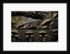Acrantophis madagascariensis (Madagascan boa) by Anonymous