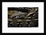 Acrantophis madagascariensis (Madagascan boa) by Anonymous