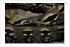 Acrantophis madagascariensis (Madagascan boa) by Anonymous