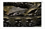 Acrantophis madagascariensis (Madagascan boa) by Anonymous
