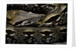 Acrantophis madagascariensis (Madagascan boa) by Anonymous