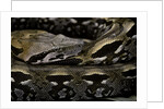 Acrantophis madagascariensis (Madagascan boa) by Anonymous