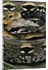 Acrantophis madagascariensis (Madagascan boa) by Anonymous