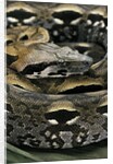 Acrantophis madagascariensis (Madagascan boa) by Anonymous