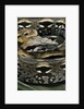 Acrantophis madagascariensis (Madagascan boa) by Anonymous