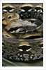 Acrantophis madagascariensis (Madagascan boa) by Anonymous