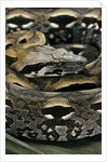 Acrantophis madagascariensis (Madagascan boa) by Anonymous