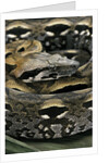 Acrantophis madagascariensis (Madagascan boa) by Anonymous