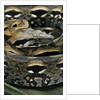 Acrantophis madagascariensis (Madagascan boa) by Anonymous