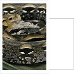 Acrantophis madagascariensis (Madagascan boa) by Anonymous