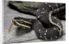Agkistrodon bilineatus (mexican moccasin) by Anonymous