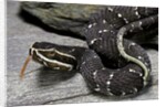 Agkistrodon bilineatus (mexican moccasin) by Anonymous