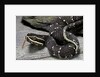 Agkistrodon bilineatus (mexican moccasin) by Anonymous