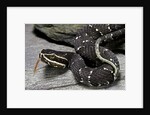 Agkistrodon bilineatus (mexican moccasin) by Anonymous