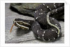 Agkistrodon bilineatus (mexican moccasin) by Anonymous