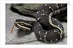 Agkistrodon bilineatus (mexican moccasin) by Anonymous