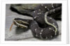 Agkistrodon bilineatus (mexican moccasin) by Anonymous