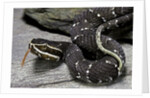 Agkistrodon bilineatus (mexican moccasin) by Anonymous