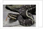 Agkistrodon bilineatus (mexican moccasin) by Anonymous
