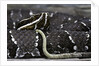 Agkistrodon bilineatus (mexican moccasin) by Anonymous
