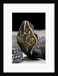 Agkistrodon bilineatus (mexican moccasin) by Anonymous