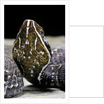 Agkistrodon bilineatus (mexican moccasin) by Anonymous