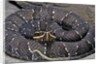 Agkistrodon bilineatus (mexican moccasin) by Anonymous