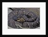 Agkistrodon bilineatus (mexican moccasin) by Anonymous