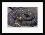 Agkistrodon bilineatus (mexican moccasin) by Anonymous