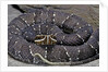 Agkistrodon bilineatus (mexican moccasin) by Anonymous
