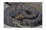 Agkistrodon bilineatus (mexican moccasin) by Anonymous