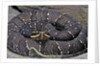 Agkistrodon bilineatus (mexican moccasin) by Anonymous