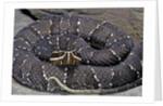 Agkistrodon bilineatus (mexican moccasin) by Anonymous