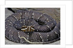 Agkistrodon bilineatus (mexican moccasin) by Anonymous