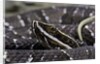 Agkistrodon bilineatus (mexican moccasin) by Anonymous