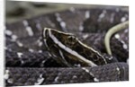 Agkistrodon bilineatus (mexican moccasin) by Anonymous