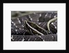 Agkistrodon bilineatus (mexican moccasin) by Anonymous