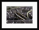 Agkistrodon bilineatus (mexican moccasin) by Anonymous