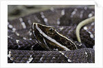 Agkistrodon bilineatus (mexican moccasin) by Anonymous