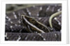 Agkistrodon bilineatus (mexican moccasin) by Anonymous