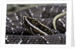 Agkistrodon bilineatus (mexican moccasin) by Anonymous