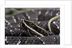 Agkistrodon bilineatus (mexican moccasin) by Anonymous