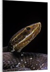 Agkistrodon bilineatus (mexican moccasin) by Anonymous