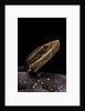 Agkistrodon bilineatus (mexican moccasin) by Anonymous