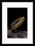 Agkistrodon bilineatus (mexican moccasin) by Anonymous