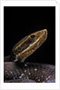 Agkistrodon bilineatus (mexican moccasin) by Anonymous